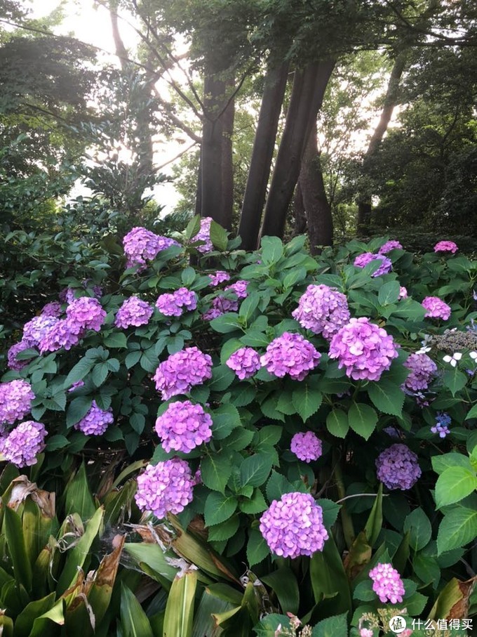 东京旅行记 走马观花看东京 国外自由行 什么值得买