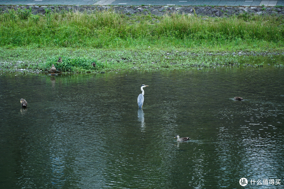 老王拍的鸭川，各种水鸟都有，鸽子，鸭，鹤，鹭，还有很多我叫不出名字的。