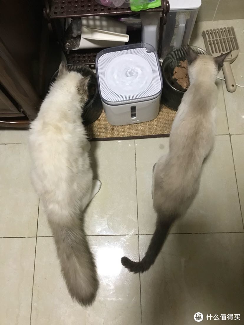 最左 最右  尾巴生活 furrytail 猫碗