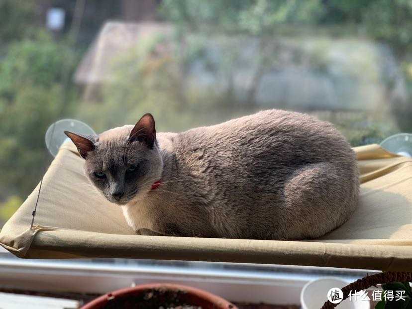 吊床 给猫晒太阳用  20包邮  淘宝很多的  直接粘玻璃上