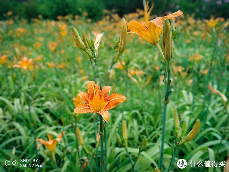 生如夏花！360手机北京奥林匹克公园随拍