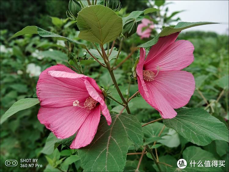 生如夏花！360手机北京奥林匹克公园随拍