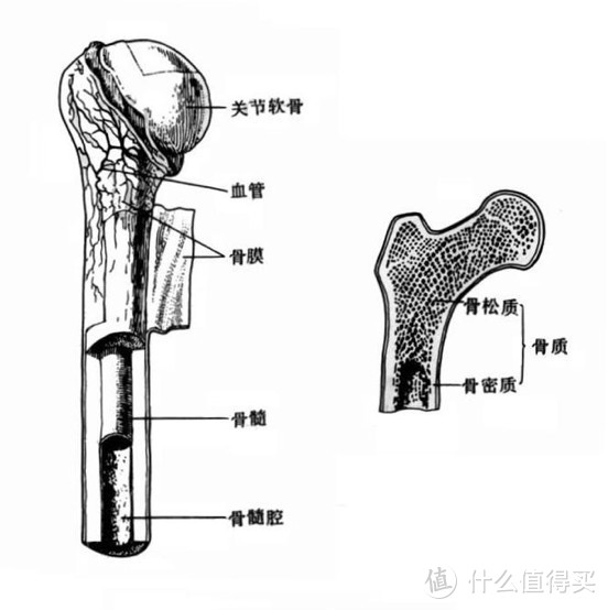 膳食、光照、运动——了解我们身体的奥秘之骨骼篇