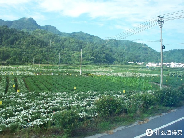 菊花田