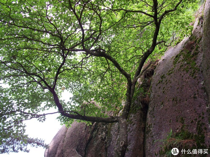 记忆色彩，拒绝后期，带柯达Z1485相机游黄山