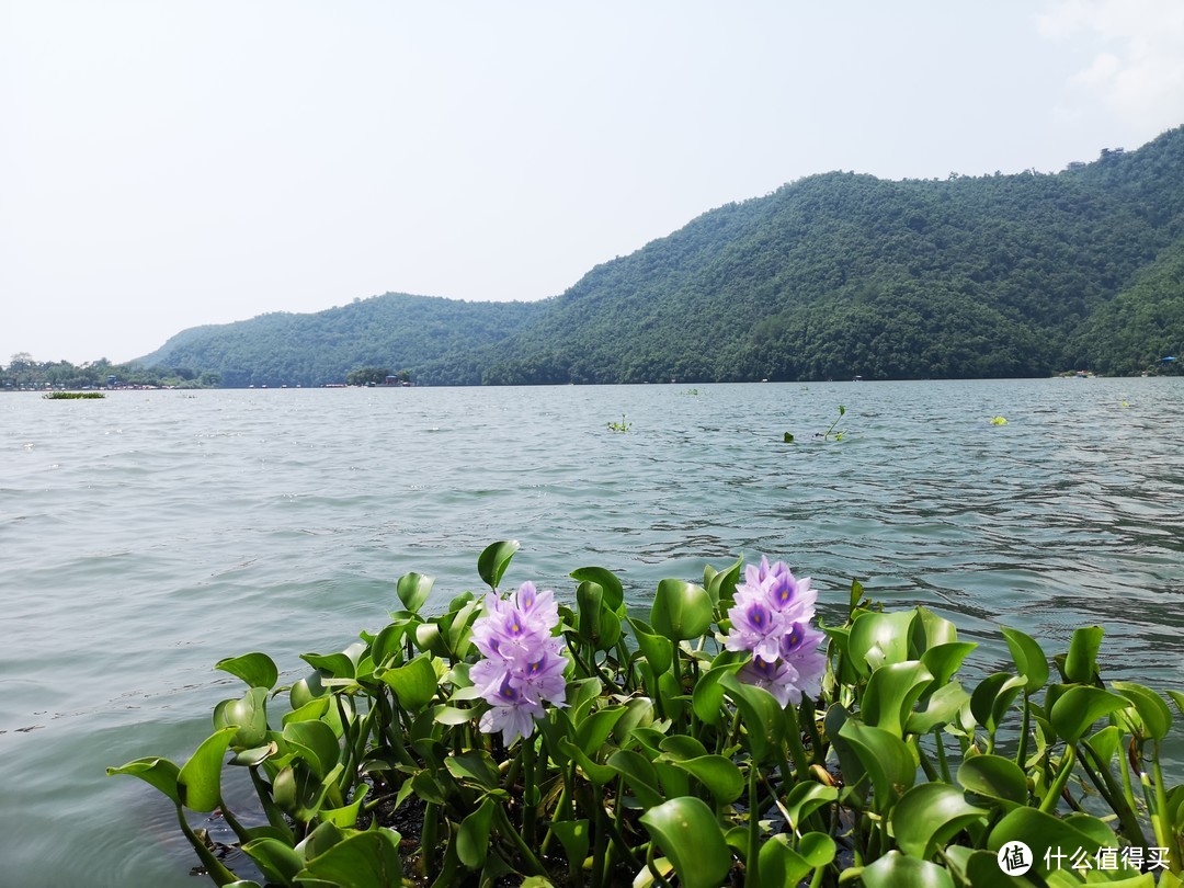 费瓦湖上飘来的自由的花