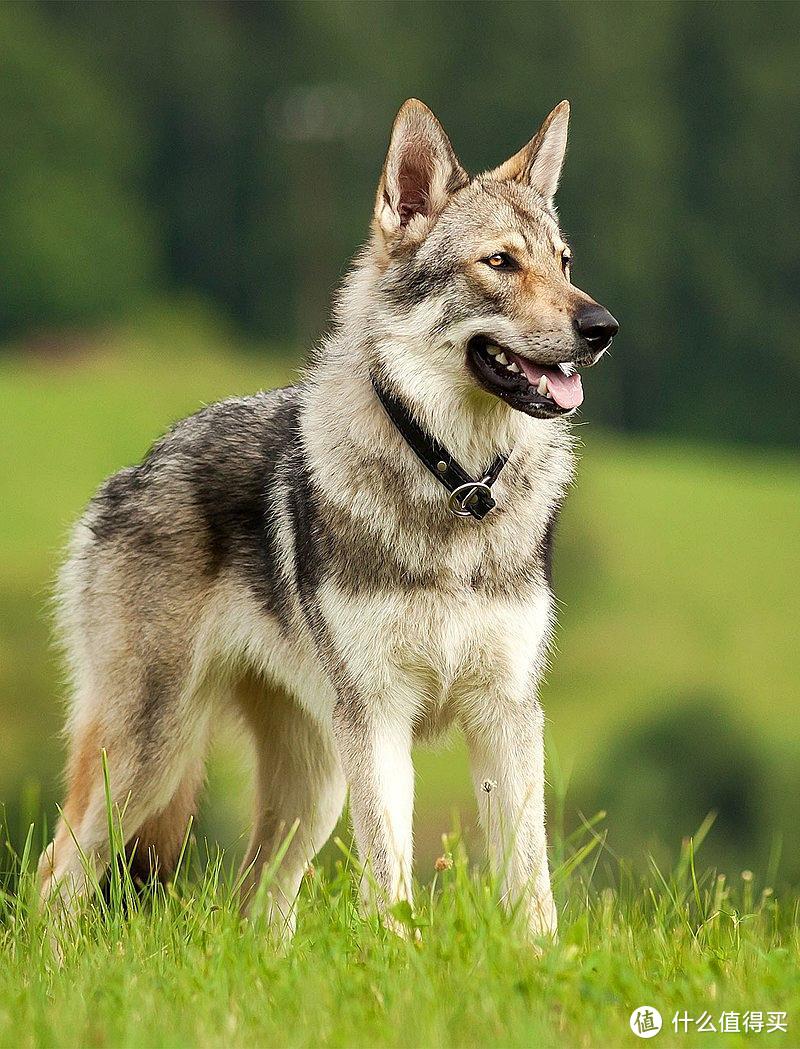 捷克狼犬是一种相对较新犬种，原产地在原捷克斯洛伐克共和国，中国也有进行少量引进。1955年捷克斯洛伐克大胆的培育出德国牧羊犬与喀尔巴阡狼的后代，将德国牧羊犬的可训练性和强度，结构气质和喀尔巴阡狼的体力完美结合。