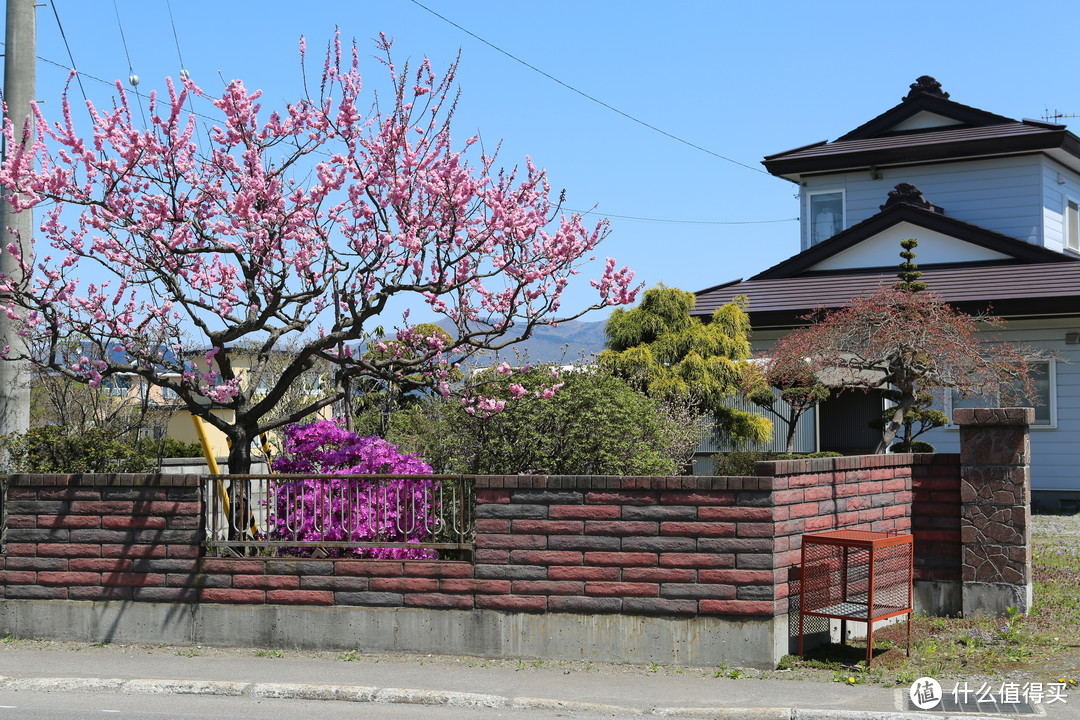 北海道五月樱花正当时篇二 函馆 北斗 松前城 洞爷湖 札幌 小樽 徒步七小时只为樱回廊 国外度假 什么值得买