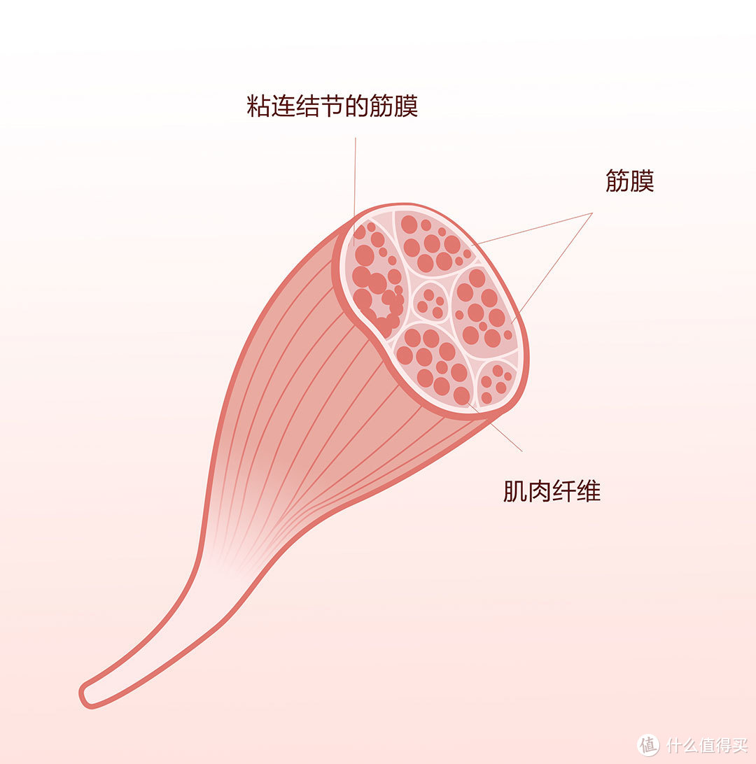 辅助还可以，基友不可替：YUNMAI 按摩 筋膜枪众测报告