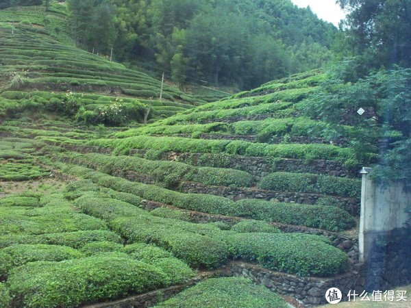 茶梯田