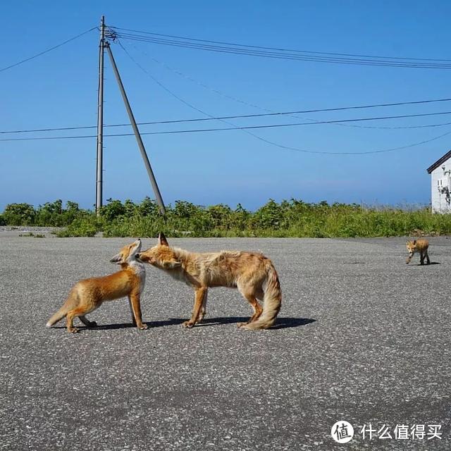 北海道避暑新姿势