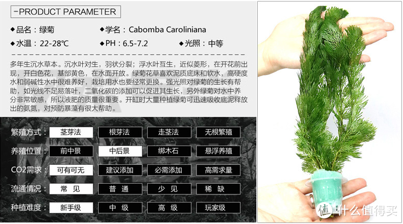 新手零基础，从选购到开缸，400块搞定懒人版生态鱼缸