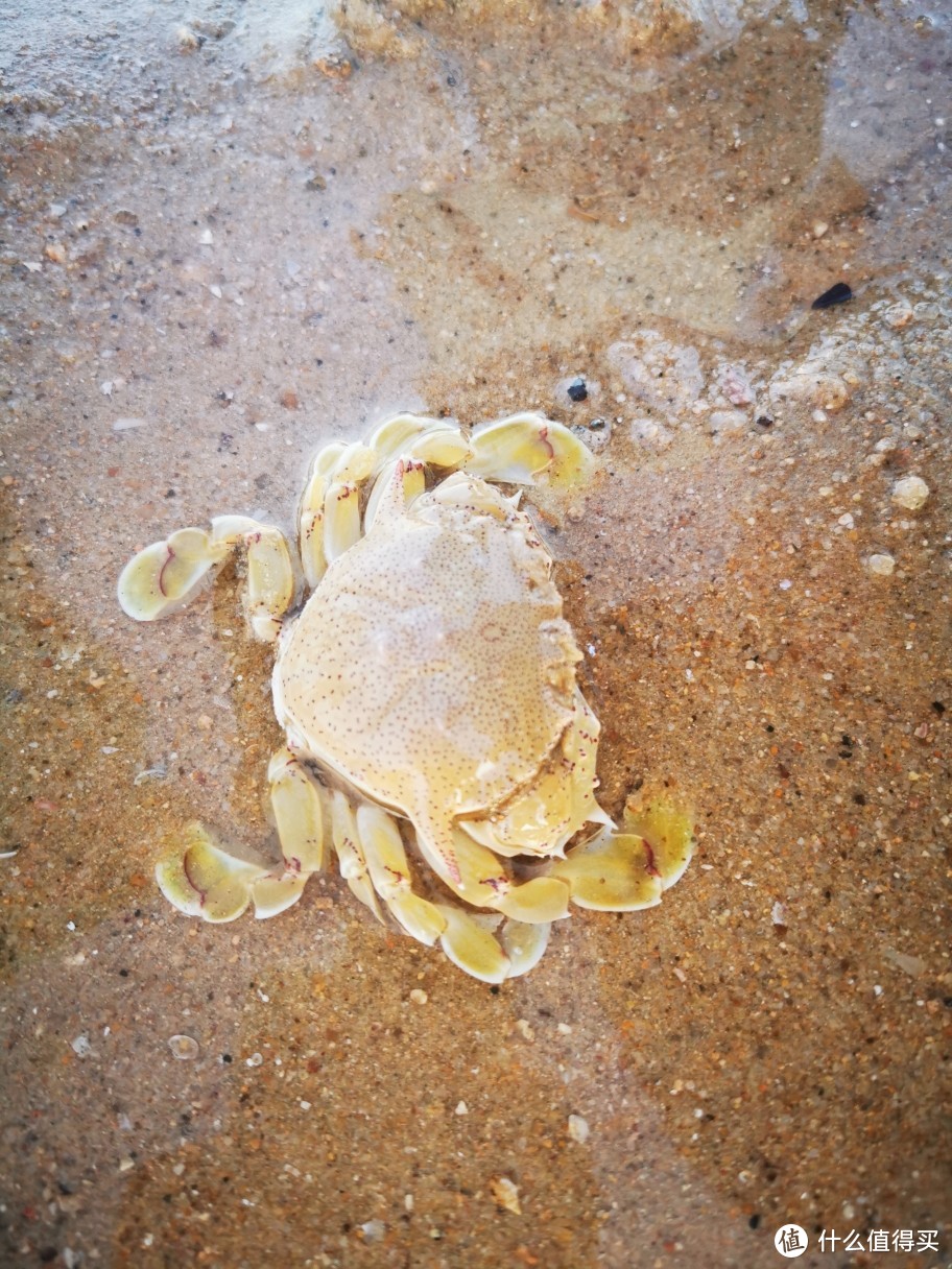 抓沙蟹是最好玩的，因为它会钻进沙子里去，孩子又把它挖出来，开心的不得了。