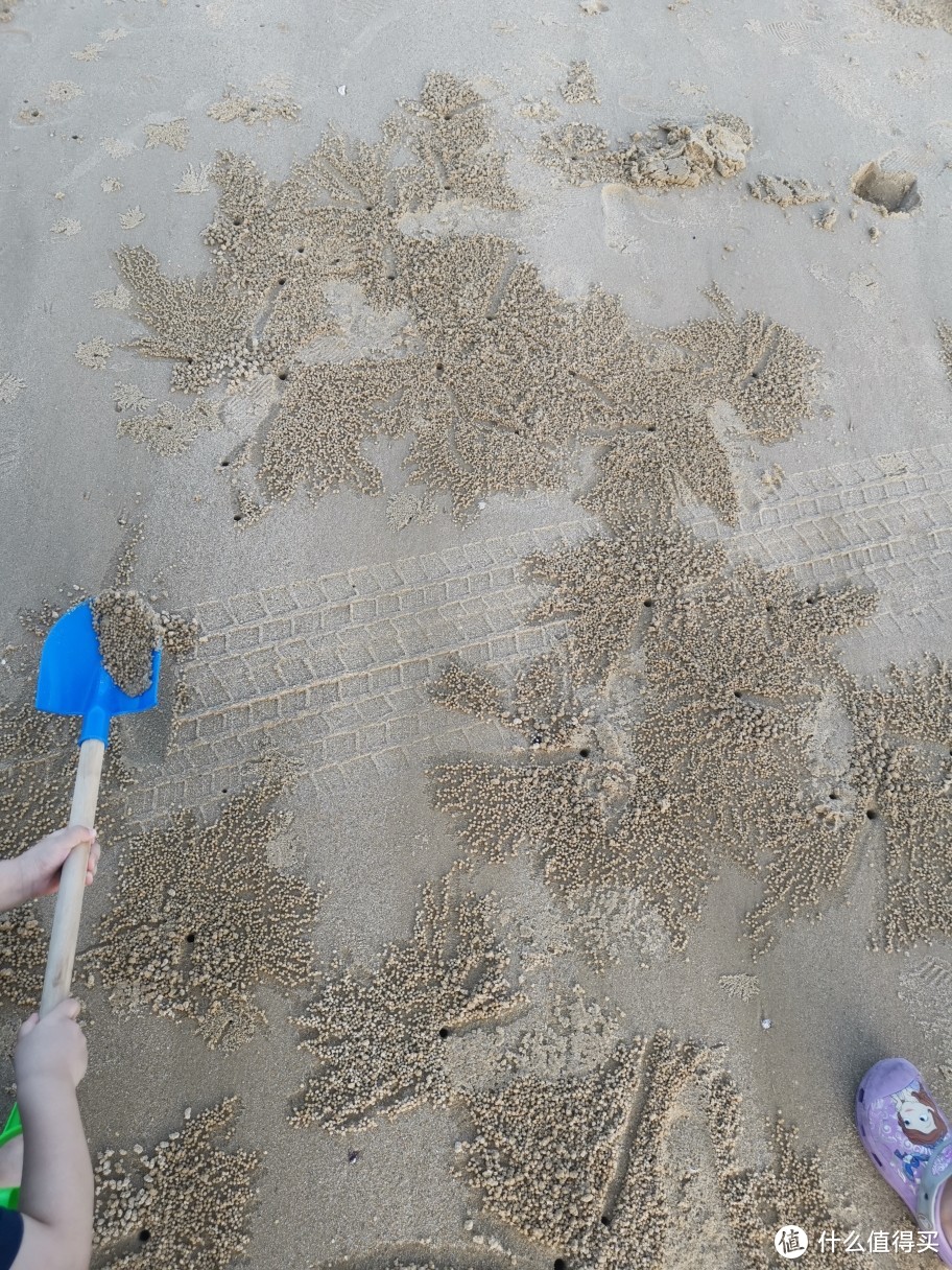 还有很多螃蟹洞，抓出来像是蜘蛛蟹，跑起来非常快。