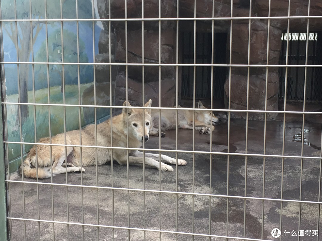 大阪周游第二日:动物园、通天阁、天王寺和大阪城