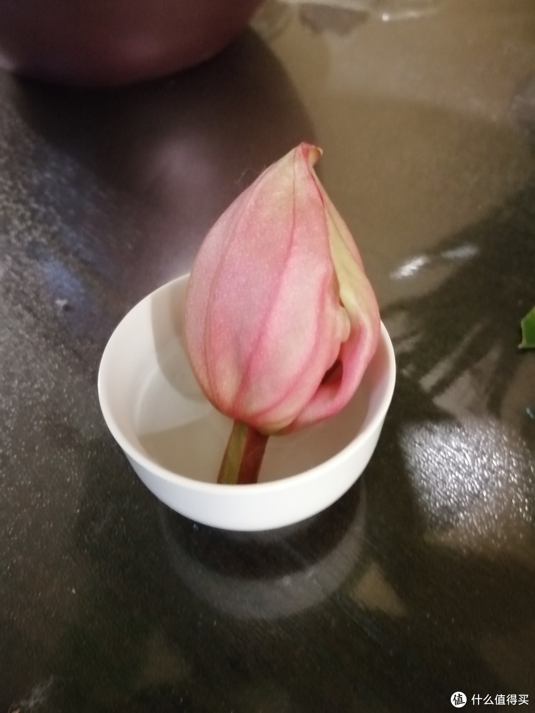 开箱晒物：高端大气的宝莲灯花卉，养花就要从高端花卉开始