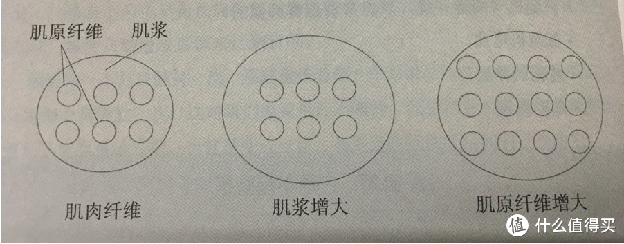 用进废退，潜力无穷——了解我们的身体奥秘之肌肉篇