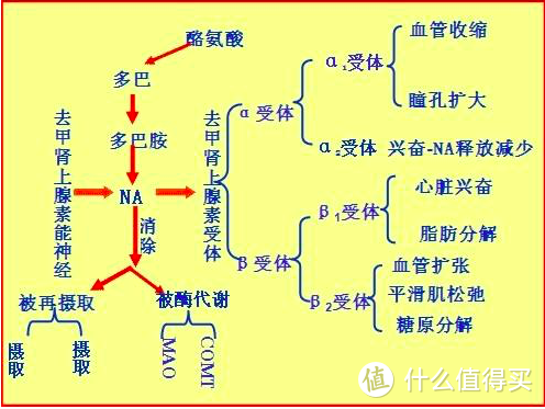 用进废退，潜力无穷——了解我们的身体奥秘之肌肉篇