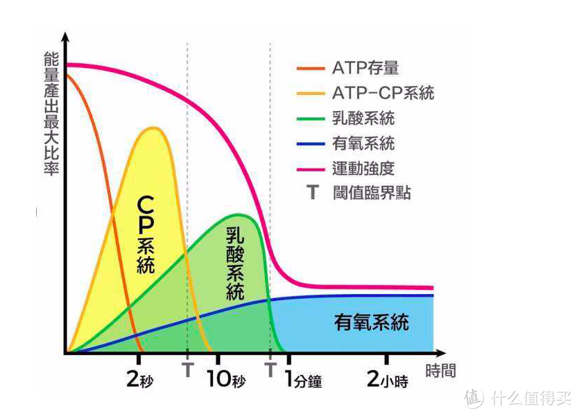 用进废退，潜力无穷——了解我们的身体奥秘之肌肉篇