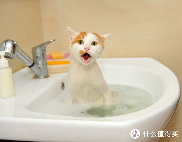 宠物洗护篇一：猫狗能用人的沐浴露或者洗发水吗，有什么影响？_宠物 