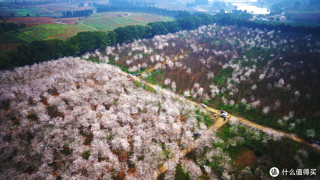 2013年的樱花园