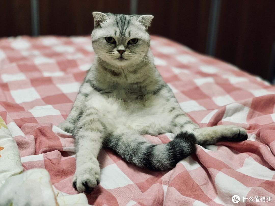 我的猫叫“若姬”，你的叫啥？多图预警，云吸猫福利