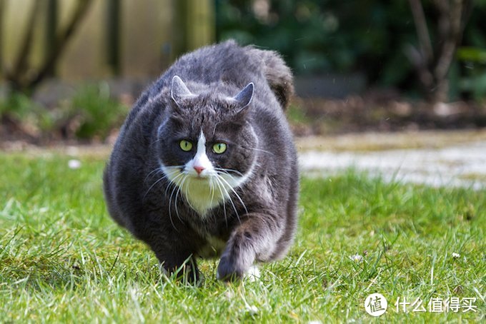 猫肥胖是你的错，不是你的猫