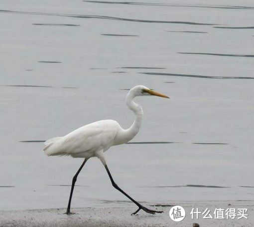 讨好岳父有妙招！博朗多款实用剃须刀全介绍~