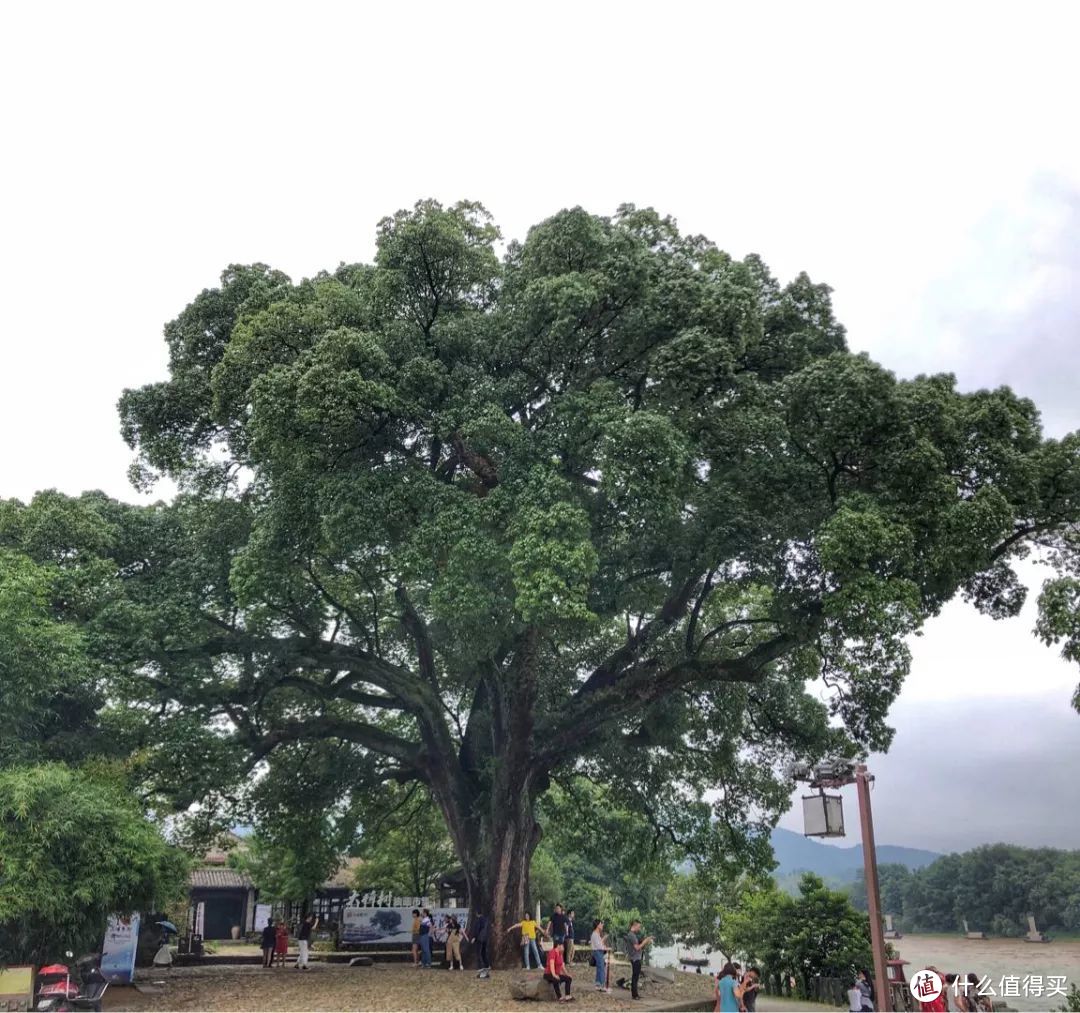 丽水行之云和梯田，丽水可能是全国最被低估的旅游城市。