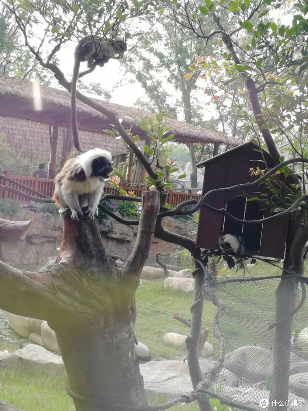 周末去哪玩1——上海野生动物园