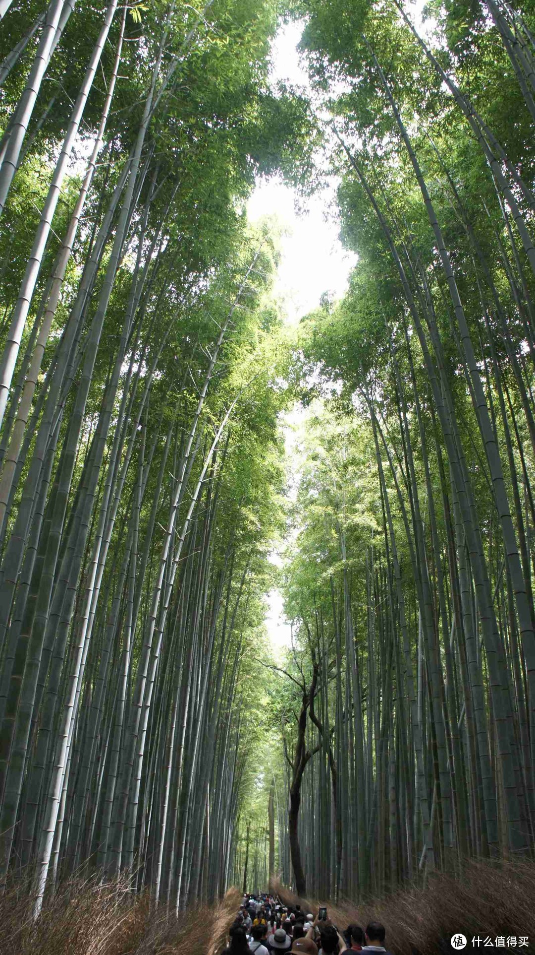 记第三次日本自由行-大阪、奈良、京都（关西地区）