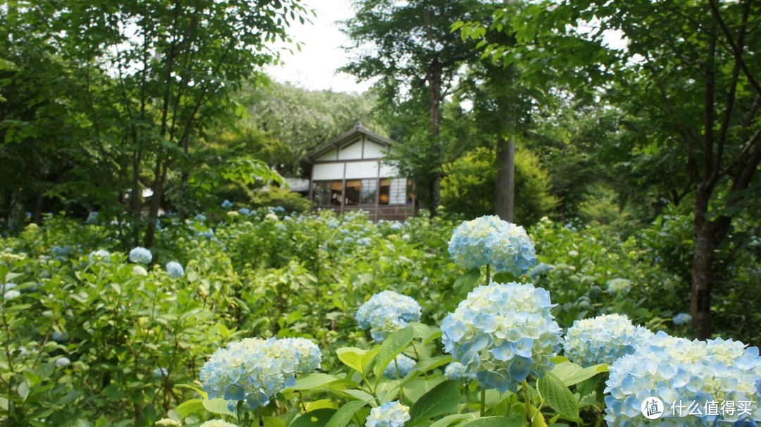 记第三次日本自由行-大阪、奈良、京都（关西地区）