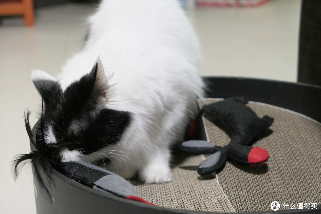 拿什么拯救沙发：猫主子的磨爪利器晒单