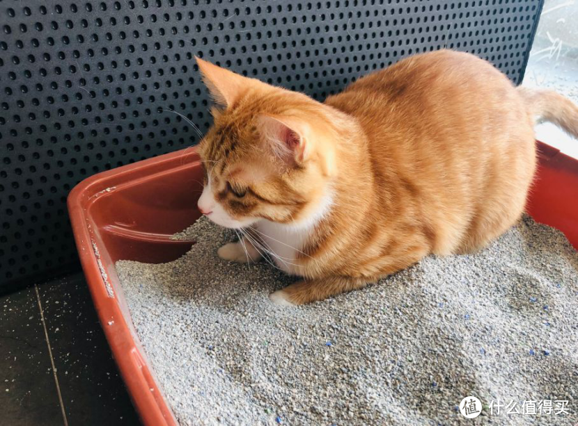 传说中“猫砂中的劳斯莱斯”蓝钻猫砂初体验测评