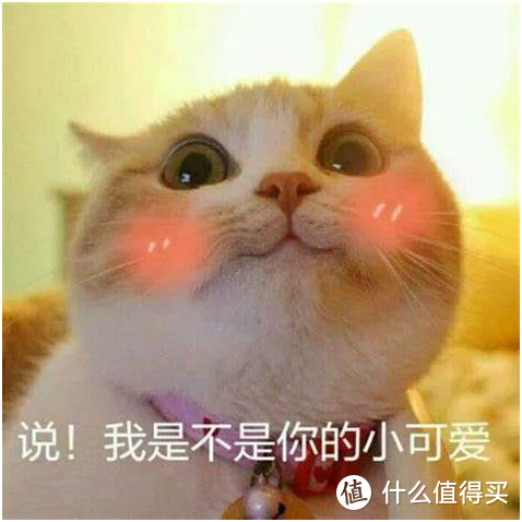 猫咪罐头怎么挑？六款罐头对比测评