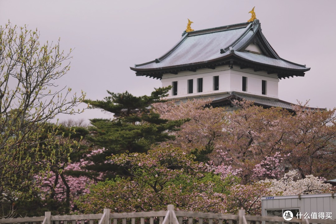 来回只为樱吹雪