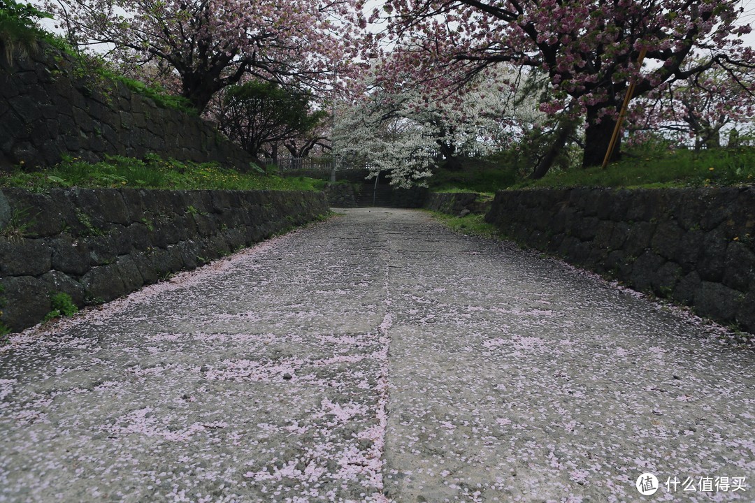 来回只为樱吹雪