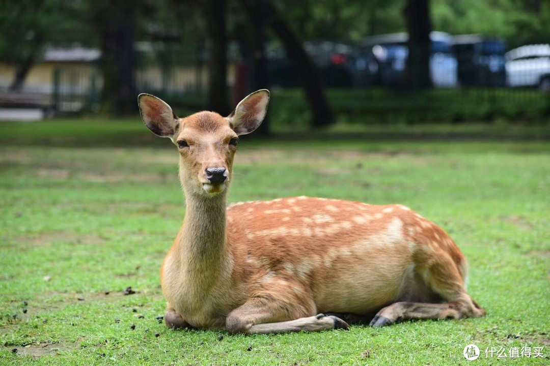 奈良公园的鹿