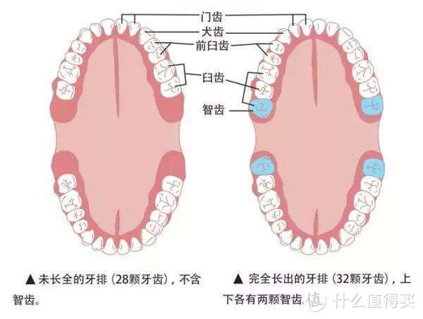 保姆级牙齿护理攻略！牙膏、智齿、科学刷牙、洗牙、牙齿美白这里全都有~