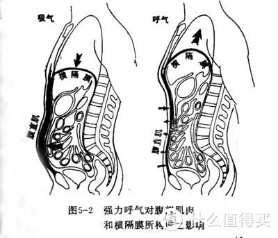 网图，腹式呼吸横膈膜的运动