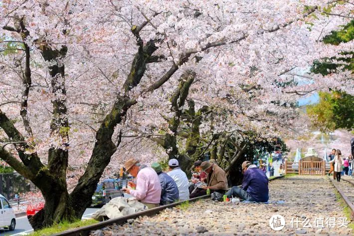 每年4月的樱花季是日本最美的季节