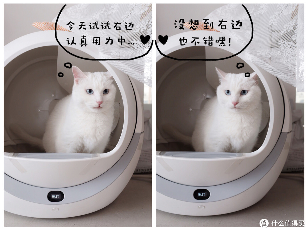 “铲屎官的懒”与“猫咪的安全”能兼得吗？