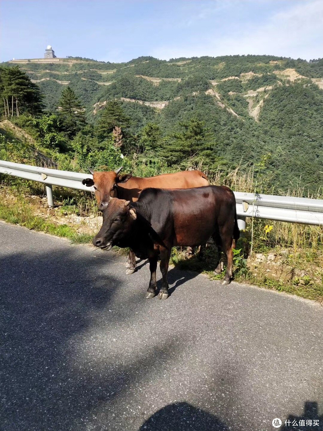 牛，没有牛怎么叫牵牛岗