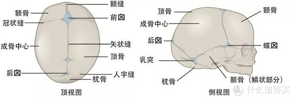 人体头骨示意图