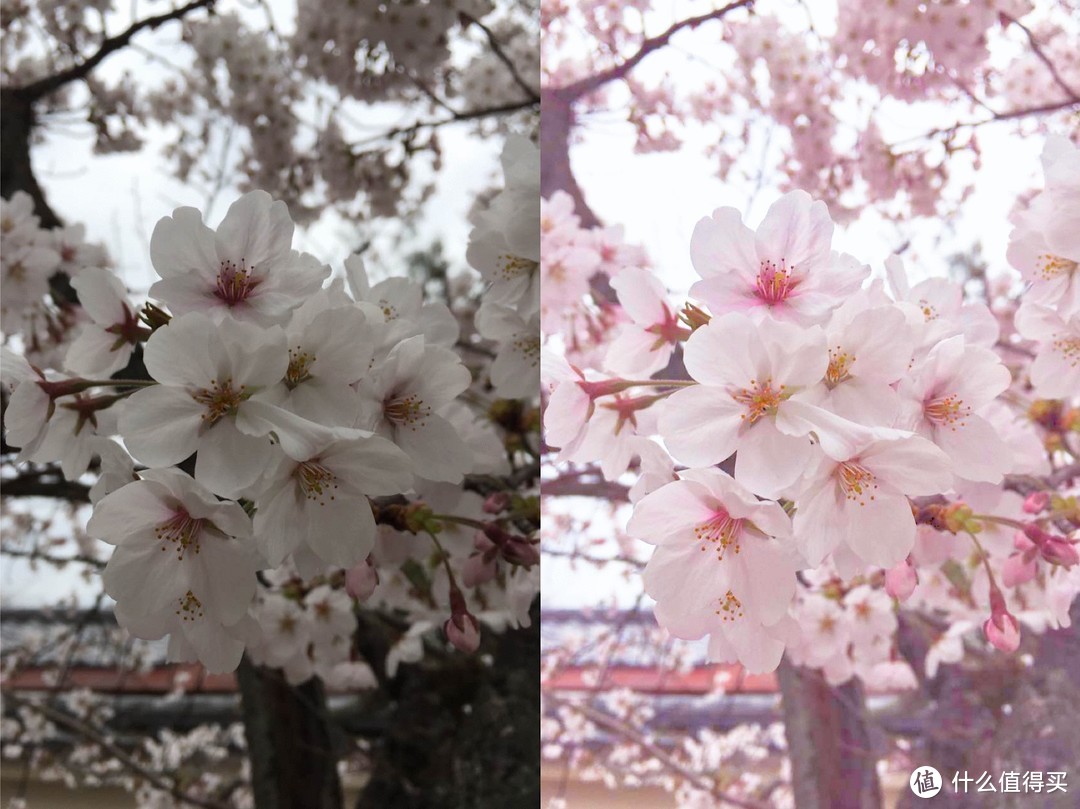 原图是同事去日本拍的樱花