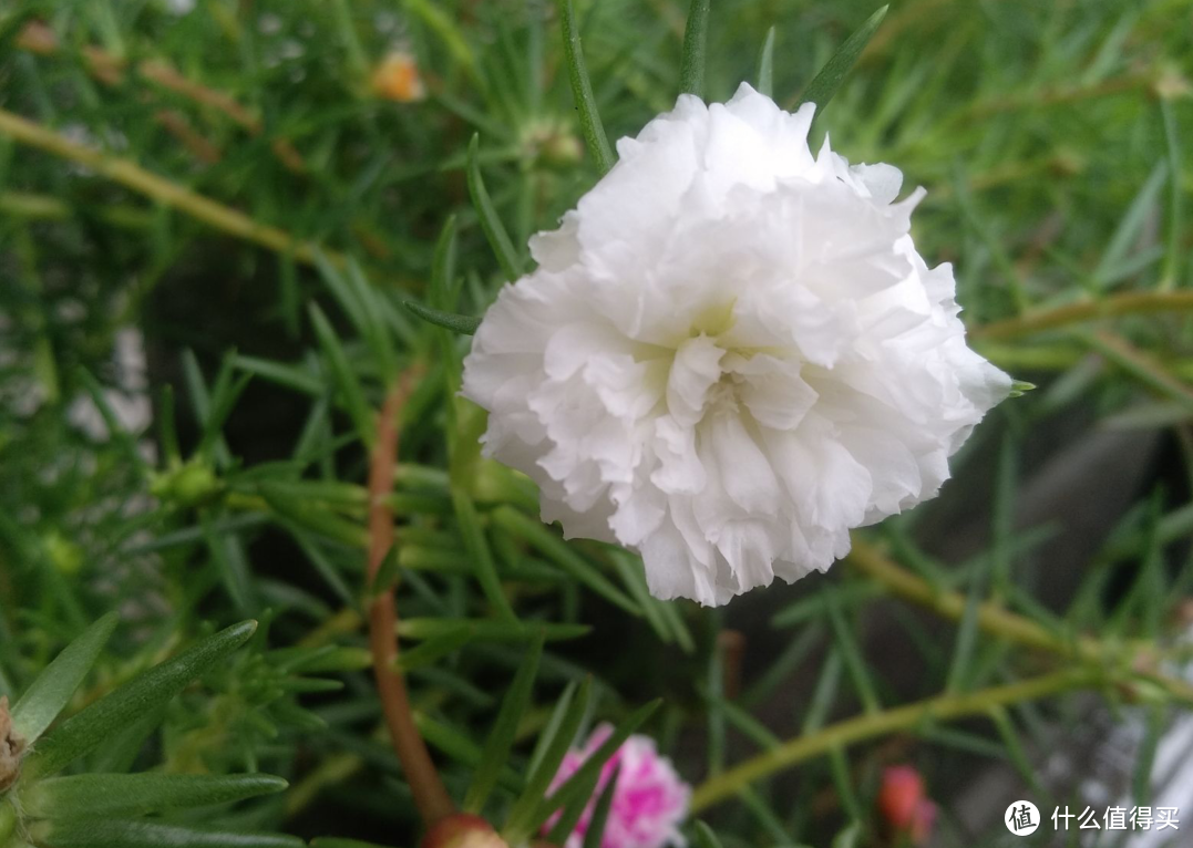 窗台种花记