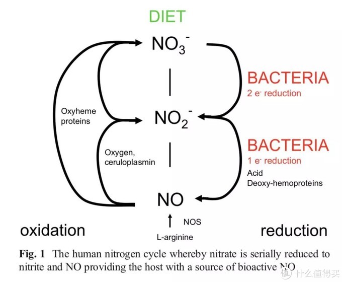 口腔细菌利用食物生成NO给人体的途径