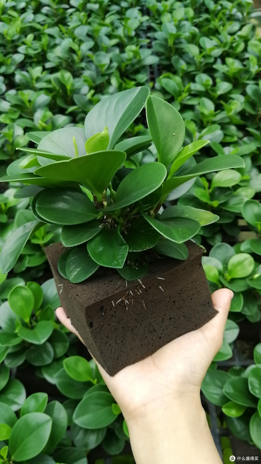 这款生物海绵植物不分享给大家显得有点不厚道