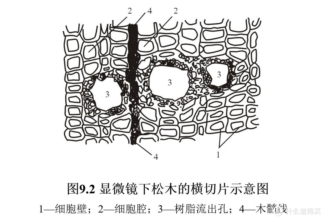 木材的微观特征示意图