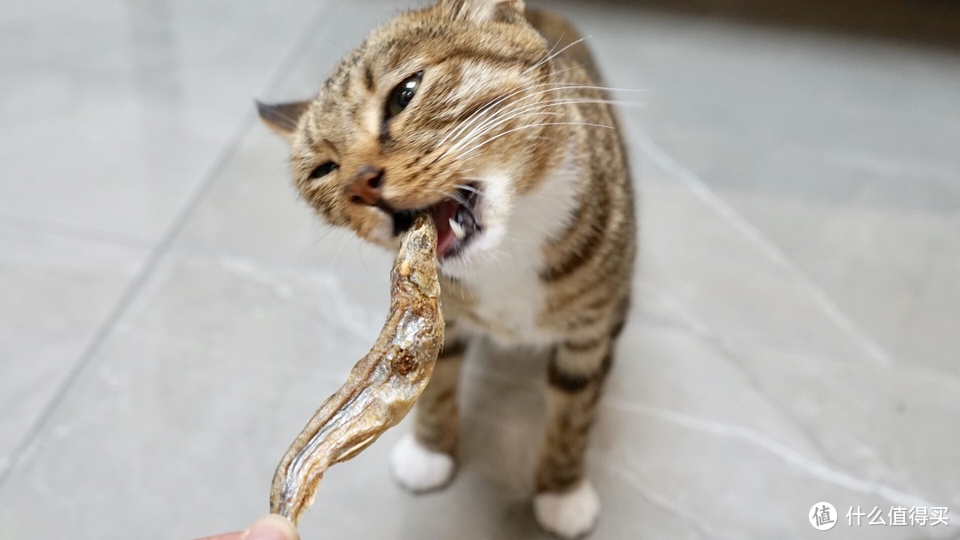 献给猫主子的这份零食，馋得我直流口水(¯﹃¯)